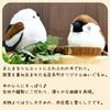 Sparrow Plush Toy (single Item) - Little Bird Gift, Birthday Present [kotori Smile]