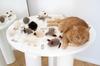 Natural Woolen Cat Toy: Mouse String