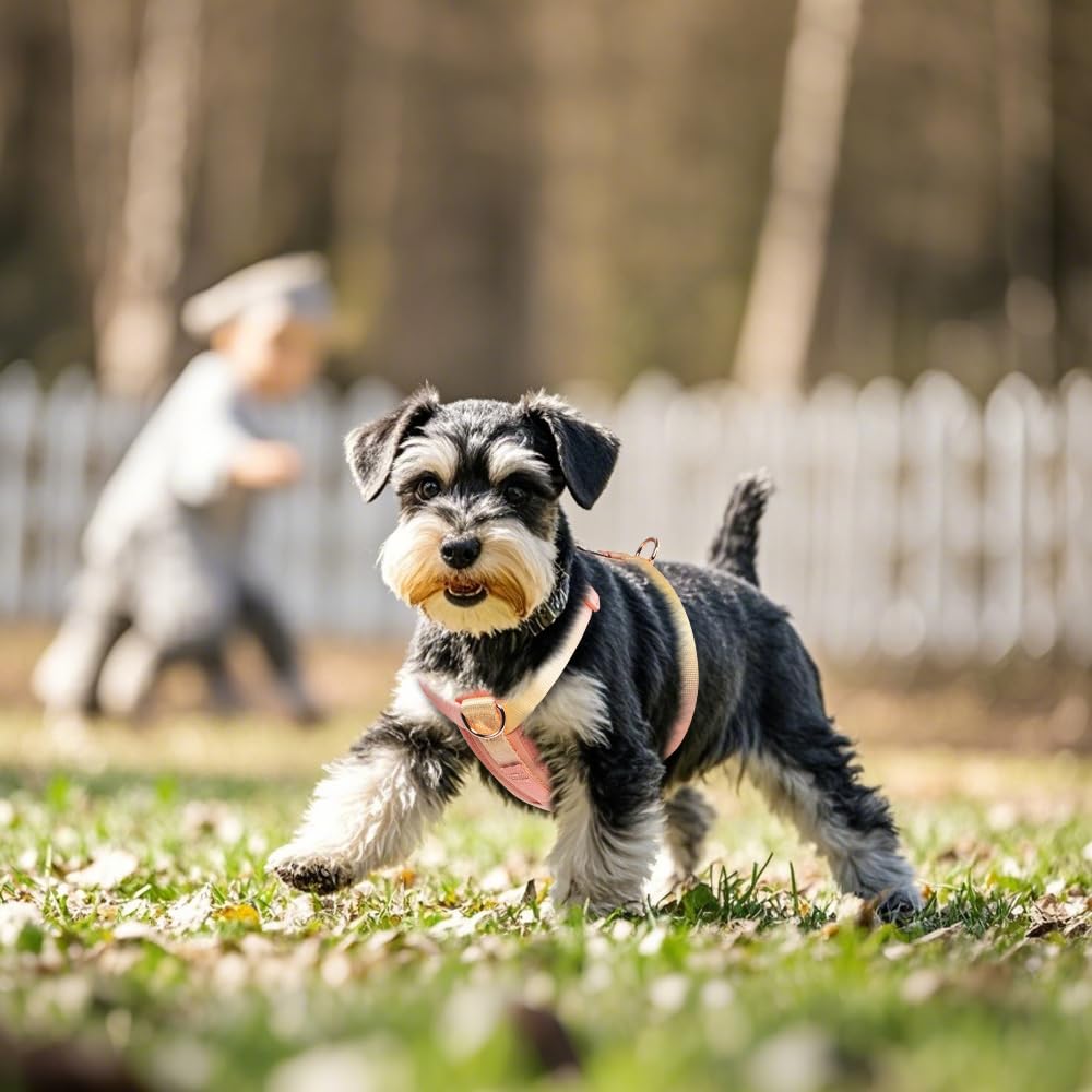 TSPRO Hunde Geschirr mit Leicht und Atmungsaktiv Geeignet für Kleine und Mittel Perfekt zum Spazierengehen und Langlebiges Haustier Geschirr Größe Anti-Zug Schutz,