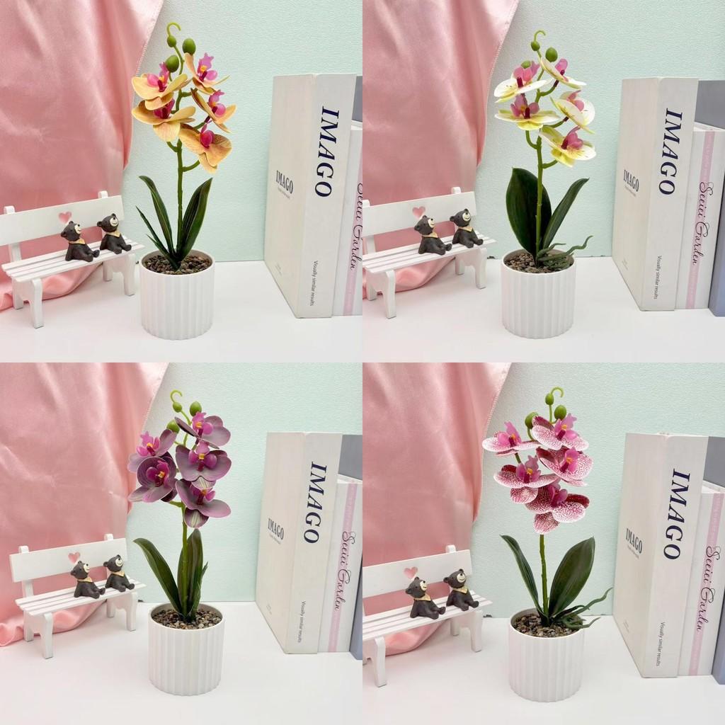 Phalaenopsis Potted Flower Plant For Wedding Home And Commercial Decoration