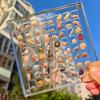 Magnetic Seashell Storage Box Transparent Acrylic Display Case for Starfish Conch Trinket Small Craft Organizers