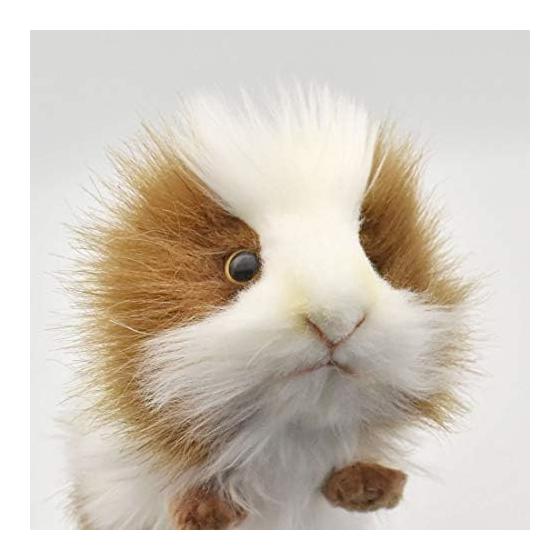 BH3735 HANSA Guinea Pig 20