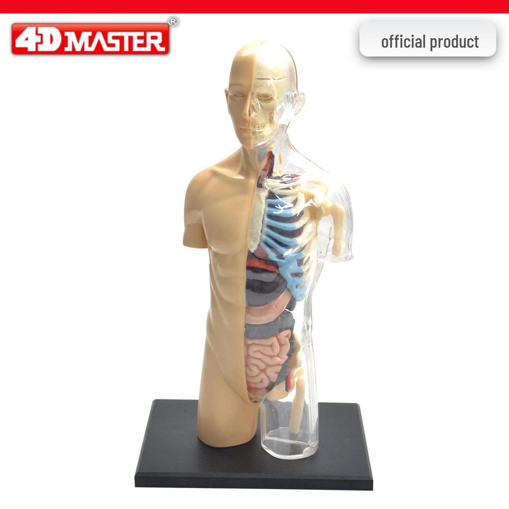 4D Knee Joint Ligament Anatomy Model for Medical Teaching