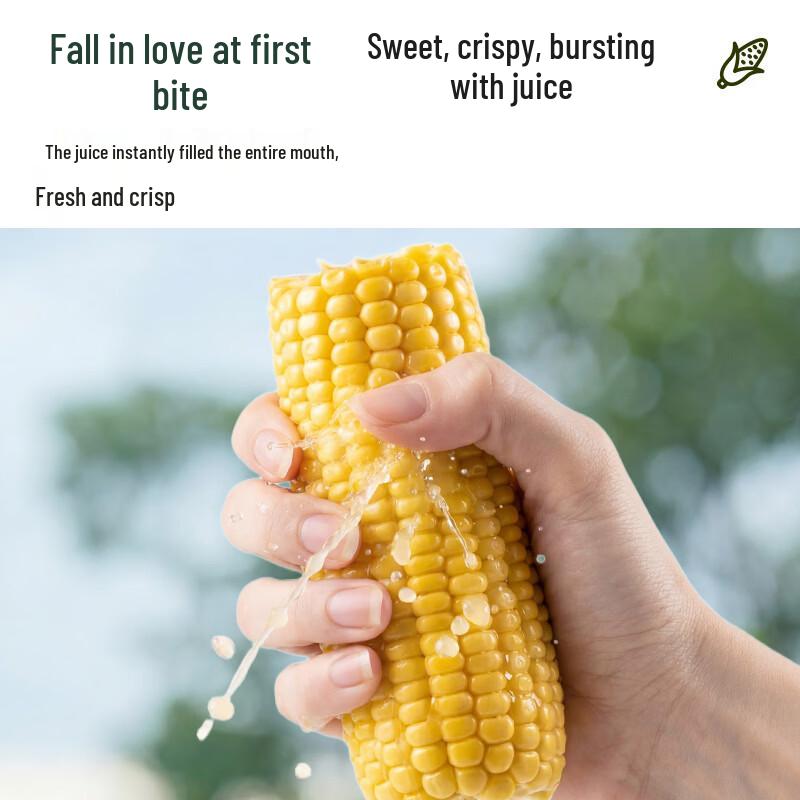 October Rice Field Ready-to-Eat Sweet Corn Cobs Gift Box