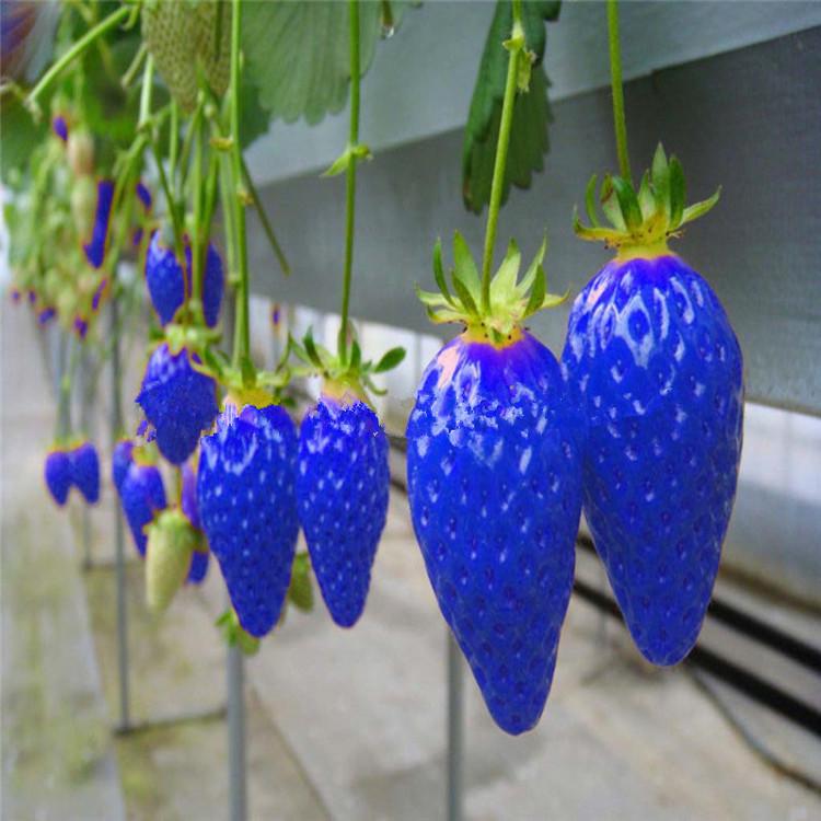 Buy 300Pcs Blue Strawberry Fruit Vegetable Seeds Edible Nutritious Plant  Sweet Juicy at affordable prices  free shipping, real reviews with photos   Joom