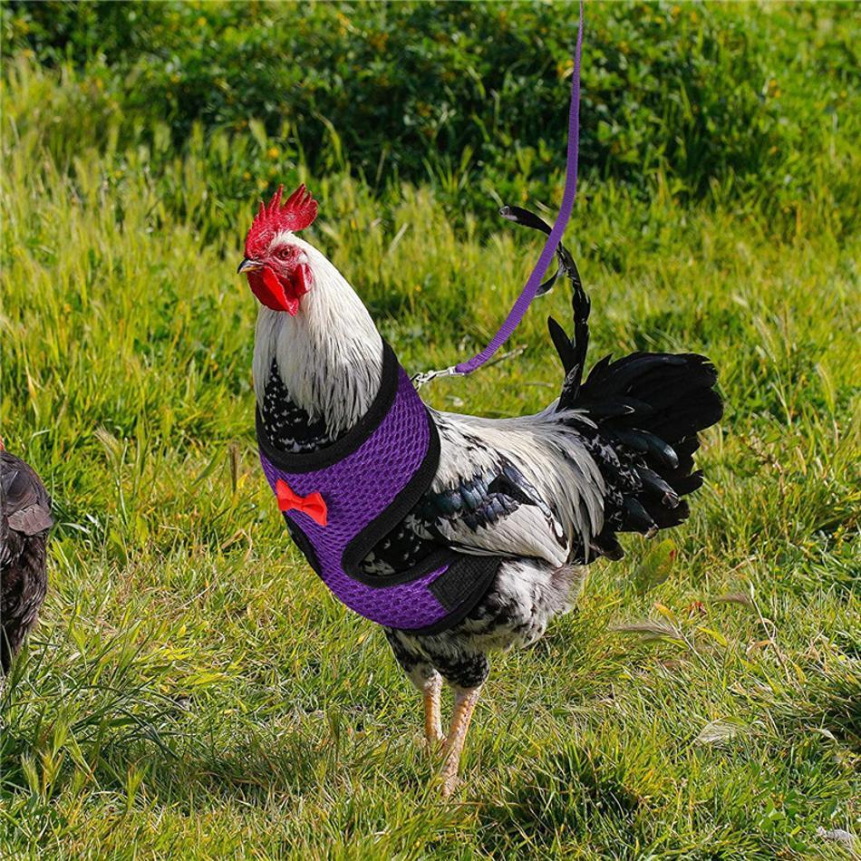 1 Pcs Fashion Chicken Duck Vest Hen Belt Pet Harness Matching Collars Bow Comfortable Leads Breathable Poultry Supplies