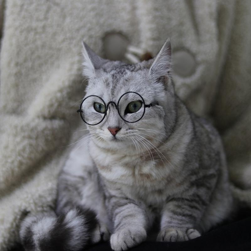 Cat Eye-wear Photos Props Accessories Cosplay Glasses Clear Lens Round Funny Clear Lens Round Glass Gift for Pet Puppy