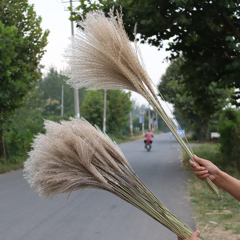 Preserved Small Dried Reed Rabbit Tail Flower Bouquet