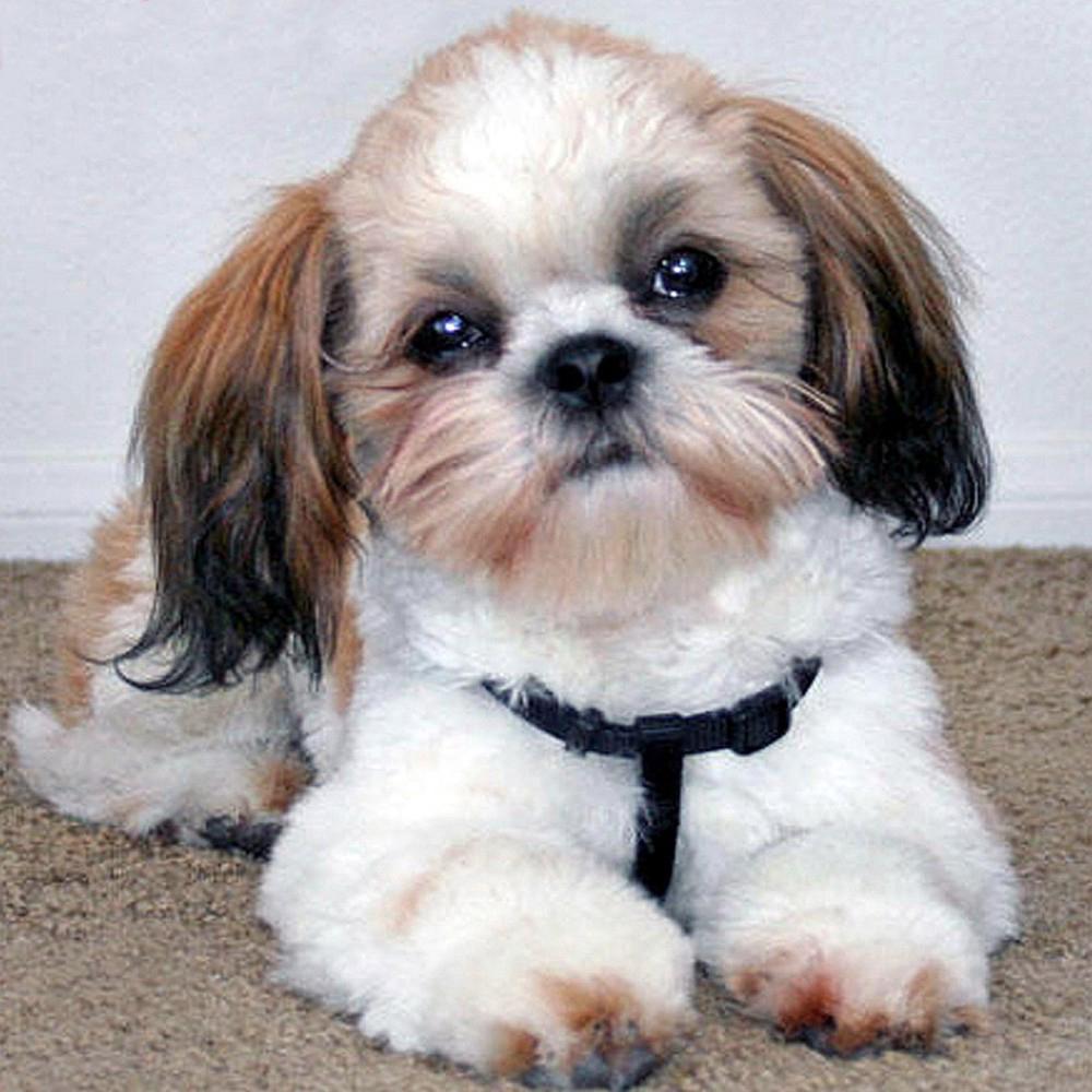 Diamantové vyšívání Dog Cross Stitch Full Drill Square Diamond Painting Animal Mosaic Decor for Home