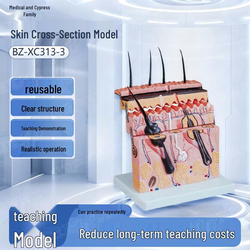 Yibaiked Skin Cross-Section Model