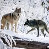 Modern Simple 3d Wallpaper Wolf Animal Landscape Mural Living Room Tv Sofa Backdrop Wall Mural
