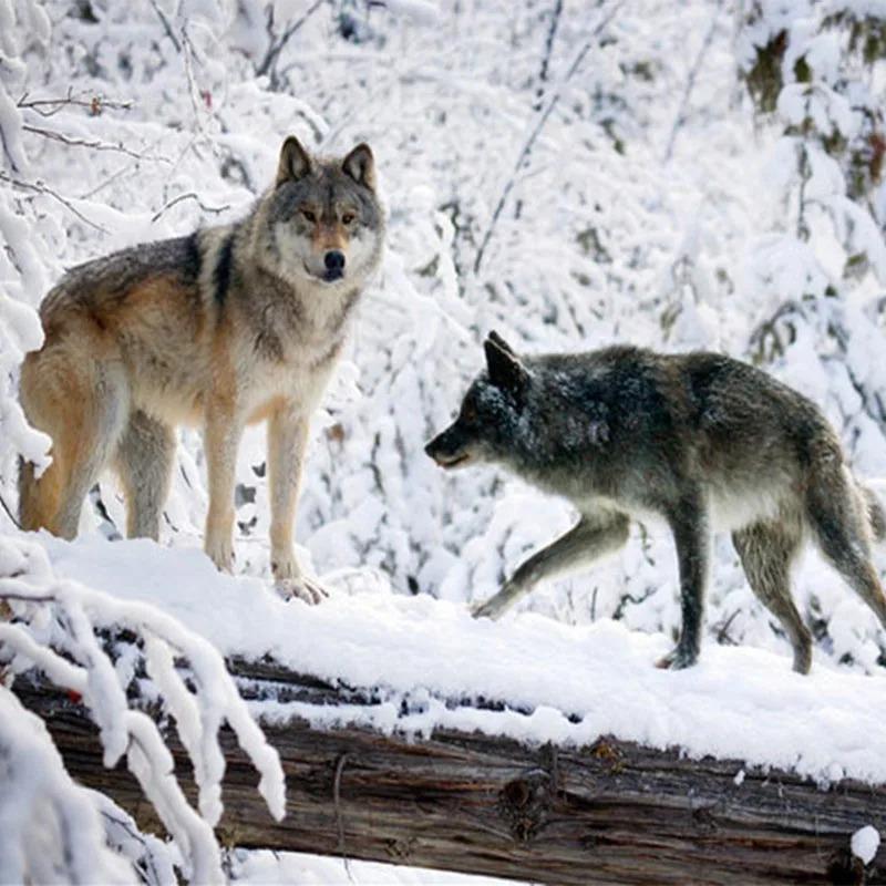 Modern Simple 3d Wallpaper Wolf Animal Landscape Mural Living Room Tv Sofa Backdrop Wall Mural