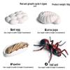 Montessori Cognitive Models: Sea Turtle, Hen, Frog, Snail, Butterfly, Bee Growth Cycle Toys