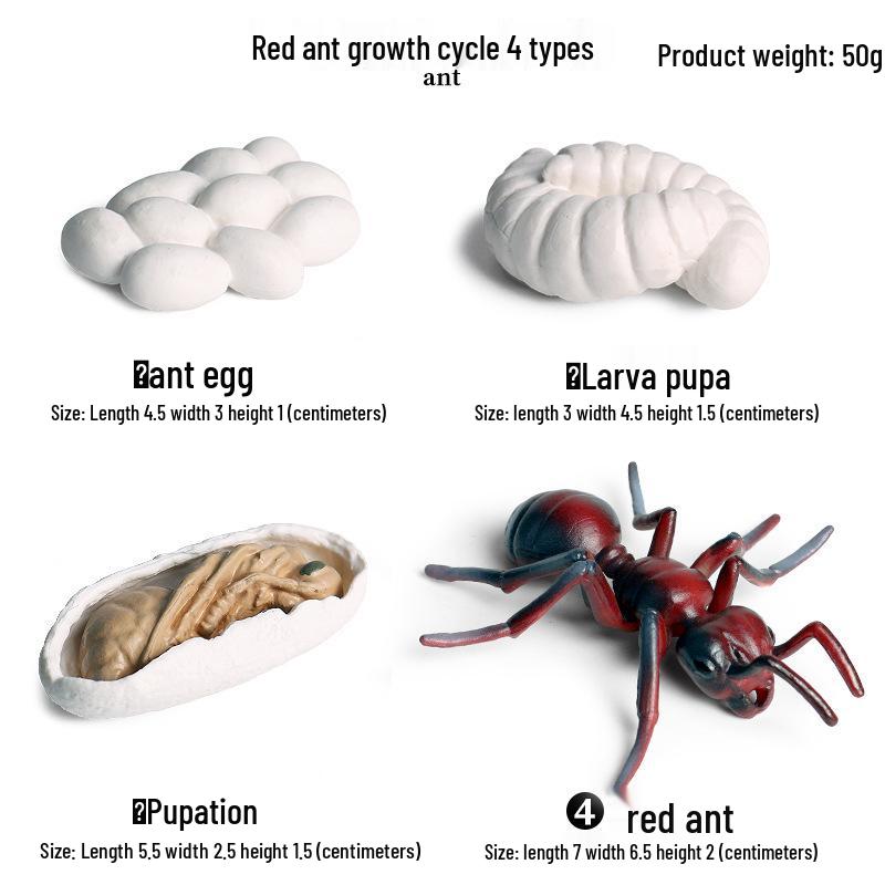 Montessori Cognitive Models: Sea Turtle, Hen, Frog, Snail, Butterfly, Bee Growth Cycle Toys