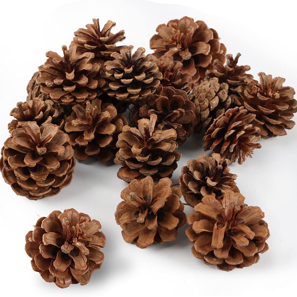 Natural Pine Cones for Halloween & Christmas DIY Crafts, Ornaments, Pendants, Decorations & Photography Props