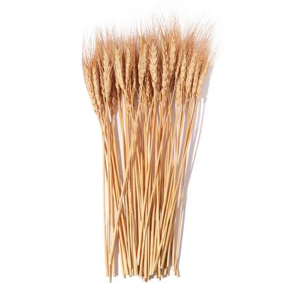 50pcs DIY Craft Dry Wheat Spikes Natural Dried Flowers Dried Wheat Stalks  Christmas Decoration