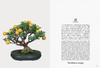 Bonsai Bonsai New Edition