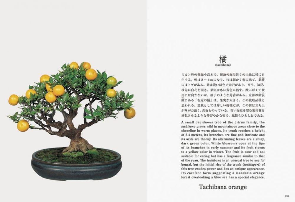 Bonsai Bonsai New Edition