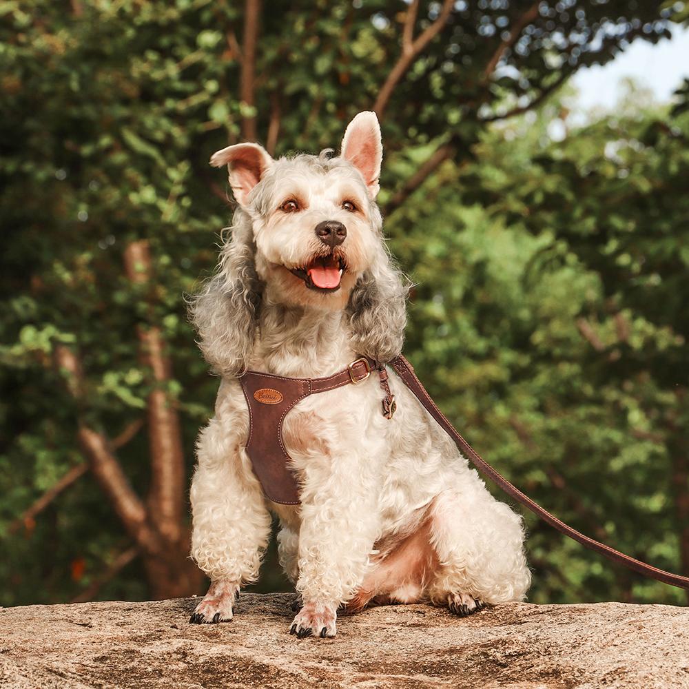 Cute Step-In PU Leather Dog Harness & Leash Set Adjustable Pet Puppy Walking Vest Lead for Small Medium Dogs