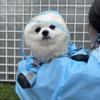 Full-coverage Dog Raincoat Transparent Hood Pet Rain Jacket Cat Rainproof Pet Clothes  Outdoor Use