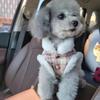 Plush Dog Warm Coat Winter Clothes for Small Dogs Teddy Bichon Puppy with Leash Hole Dogs Clothes Dog Jacket Pet Clothes