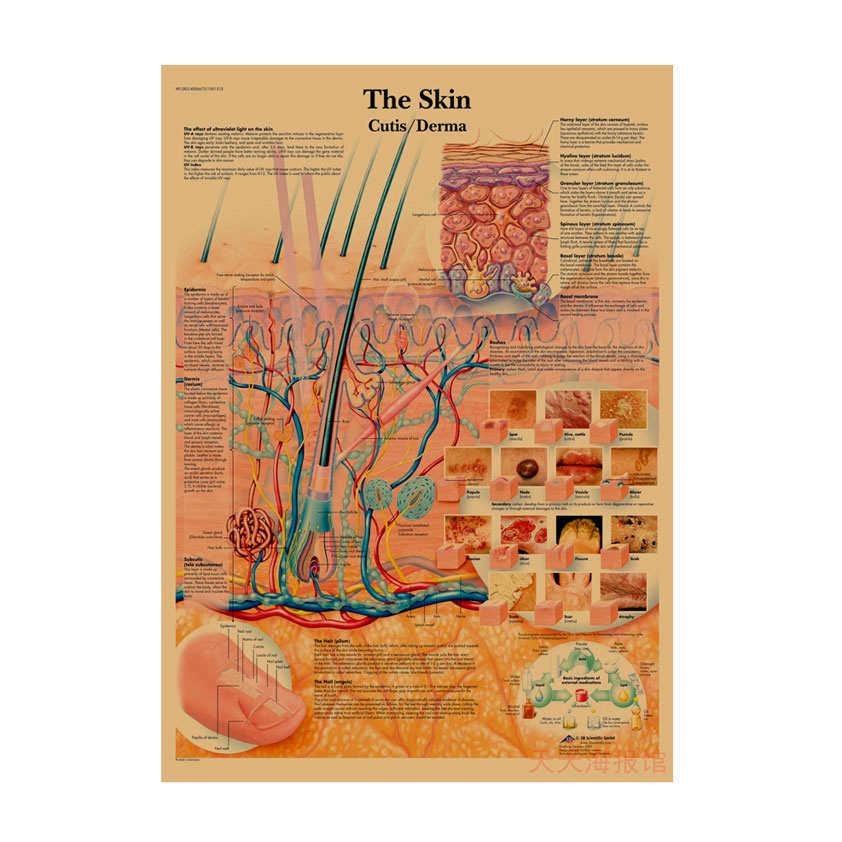 Anatomie kosterního svalstva Diagram Retro plakát pro výzdobu třídy Nástěnné umění (584)
