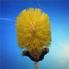 Donald Toilet Trump Brush  Paper Make Toilet Great Again Home Cleanning Tool