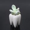 Tooth Ceramic Flower Pot Green Planter Cactus Container Decor