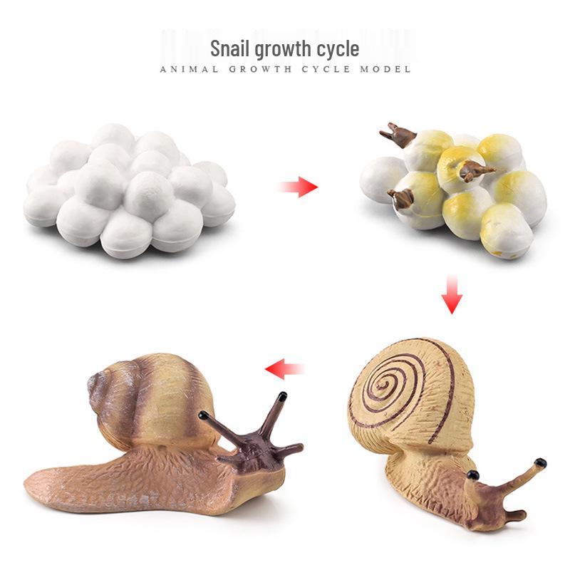 Animal Growth Cycle Models: Chicken, Duck, Goose, Butterfly, Turtle, Frog Montessori Teaching Figurines