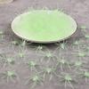 50/100Pcs 3cm Halloween Spider Scary Luminous Glow Spider for Halloween Party Home Indoor Outdoor Decoration Haunted House Props