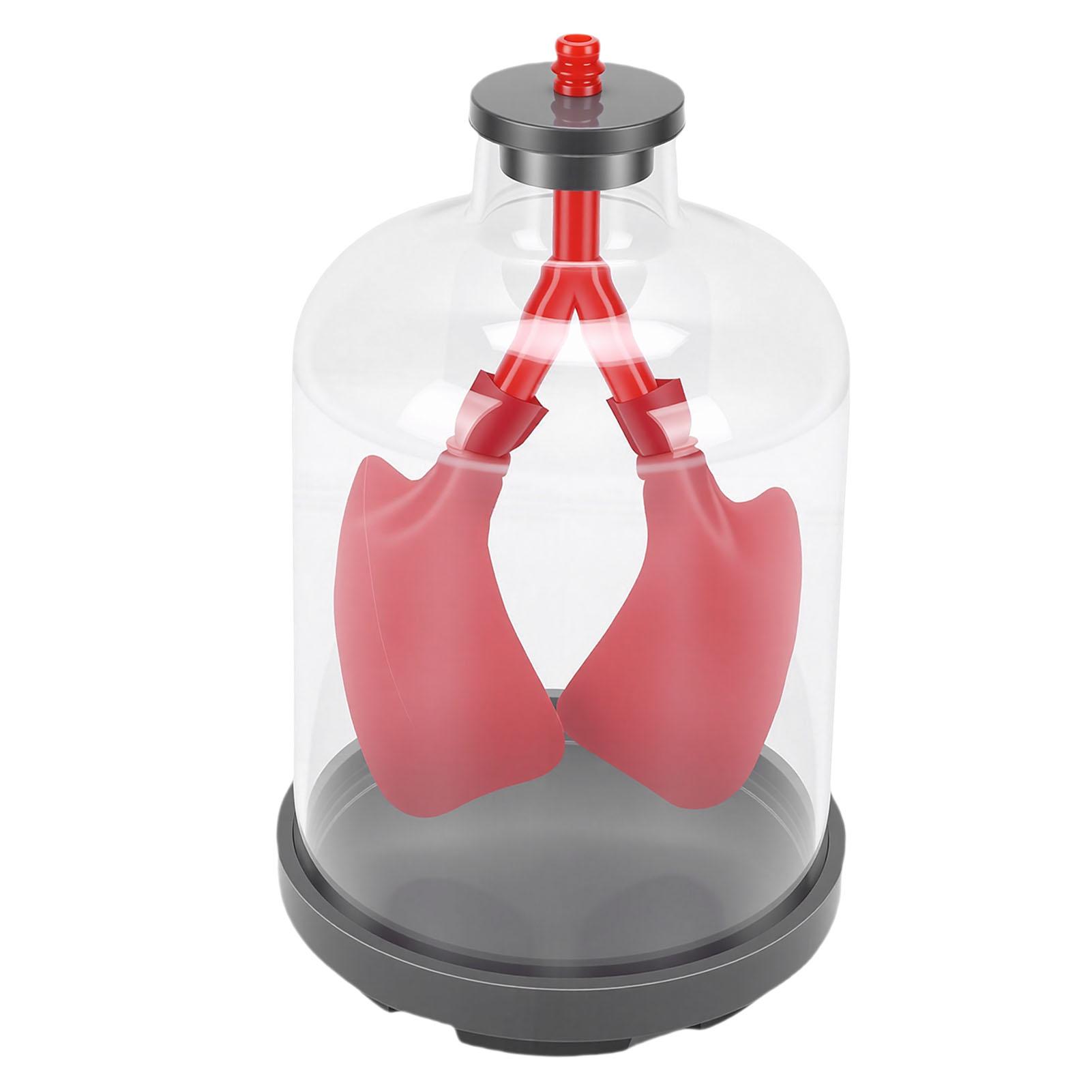 Lung Breathing Demonstration Model Diaphragm Movement Simulator Educational Learning Model for Education and Research