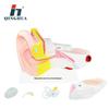 Qinghua Tabletop Human Ear Anatomy Model, 6x Magnification