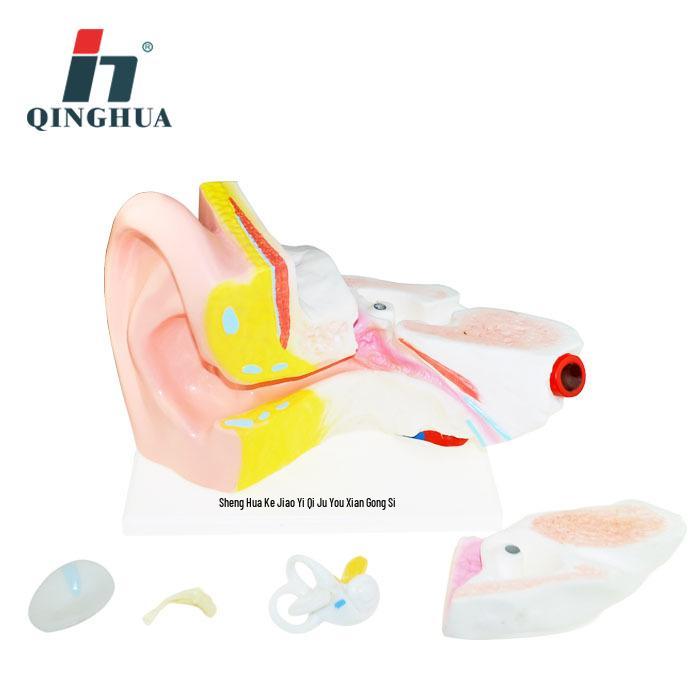 Qinghua Tabletop Human Ear Anatomy Model, 6x Magnification 28.3*18.3CM