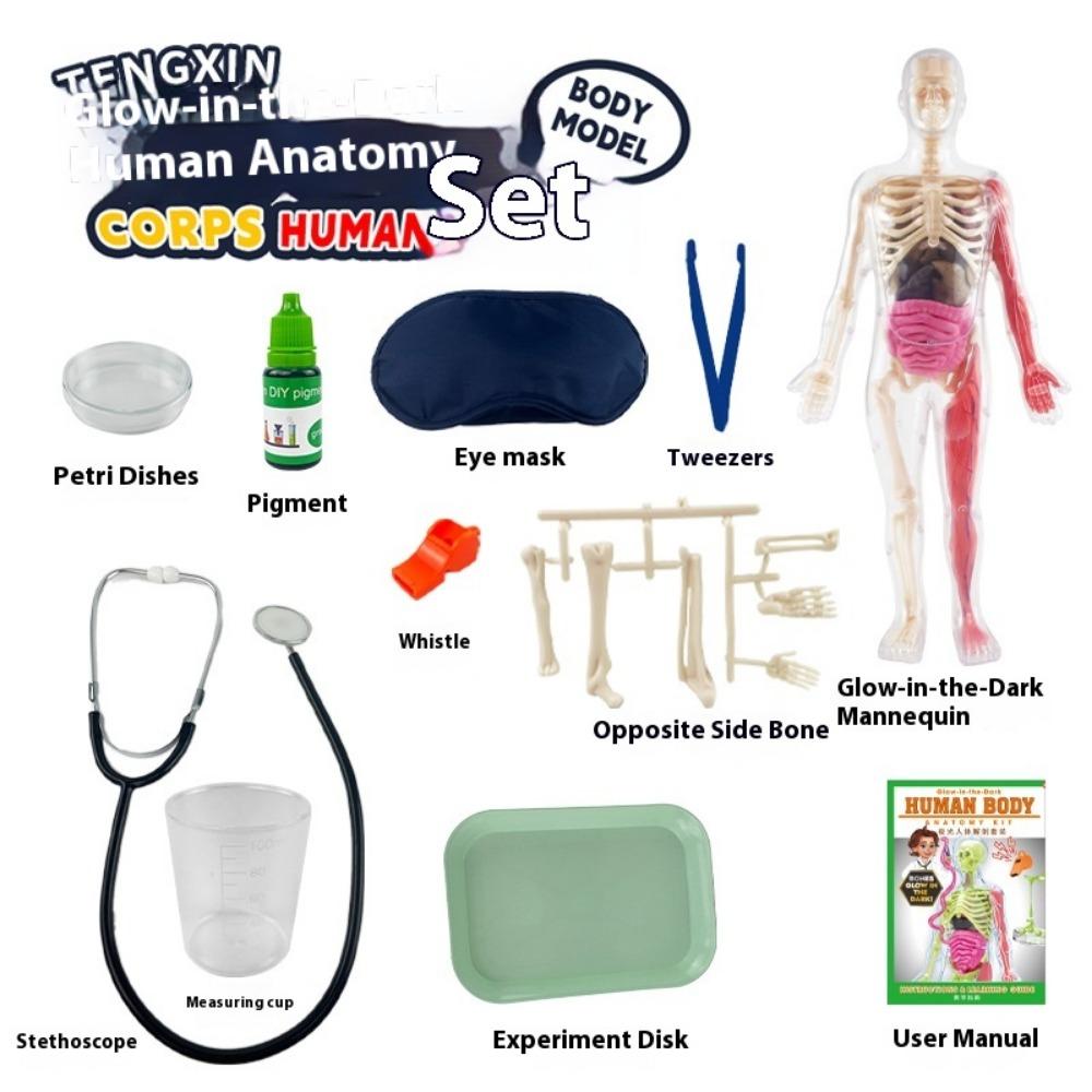 DIY Human Body Anatomy Model Kit - Educational Toy for Kids To Assemble Organs, Skeleton & Muscles