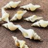 10Pcs, Natural Shell Conch Zinc Alloy Golden Edge Pendant Charms for DIY Necklace Accessories, Creative Jewelry Making, Bachelorette Party Favours