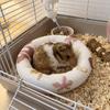 Round Hamster Cooling Bed Breathable Small Pet Cushion Summer Hamster Pad  for Small Pet