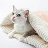 Cat Sleeping Bag with Spacious Pocket Velvet Lining Warm Comfortable Pet