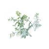 Green Plant Leaf Wedding Wrist Corsage & Hat Decoration