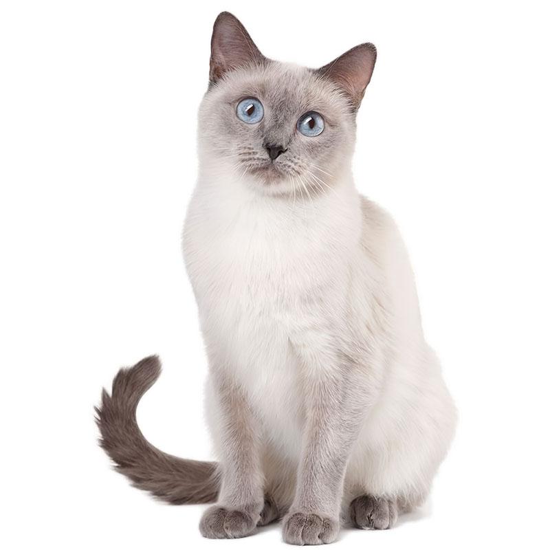 

LYKX Милий кіт Перський кіт Бірман Бомбей Британська короткошерста Бірманська настінна наклейка для прикраси дому наклейка на автомобіль 20CM