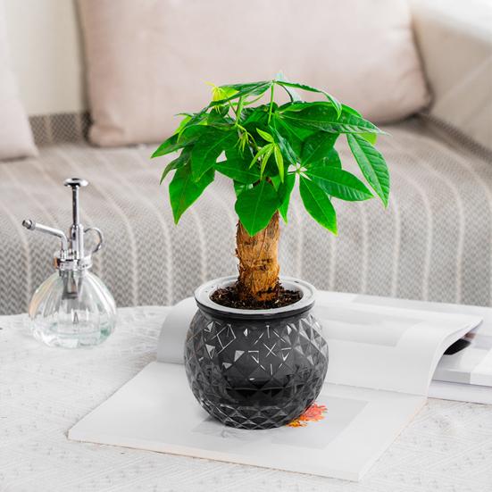 Self Watering Flowerpot with Transparent Bottle And Water Level View Self-Absorbing Cotton Rope Planter Double-Layer Flower Pot for Indoor Plants And