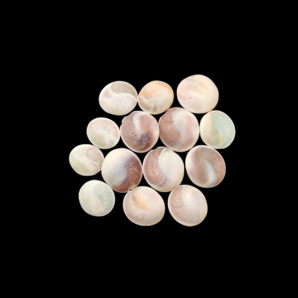 Natural Big Size Beach Sea Shell, Healing Sea Shell Lot, Round Sea Shell Lot, 20 To 30 MM Size Sea Shell.