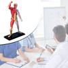 Human Muscles Anatomy Model Transparent Body Medical Model Skeleton Medical Teaching Tool for Medical Study Teaching Less