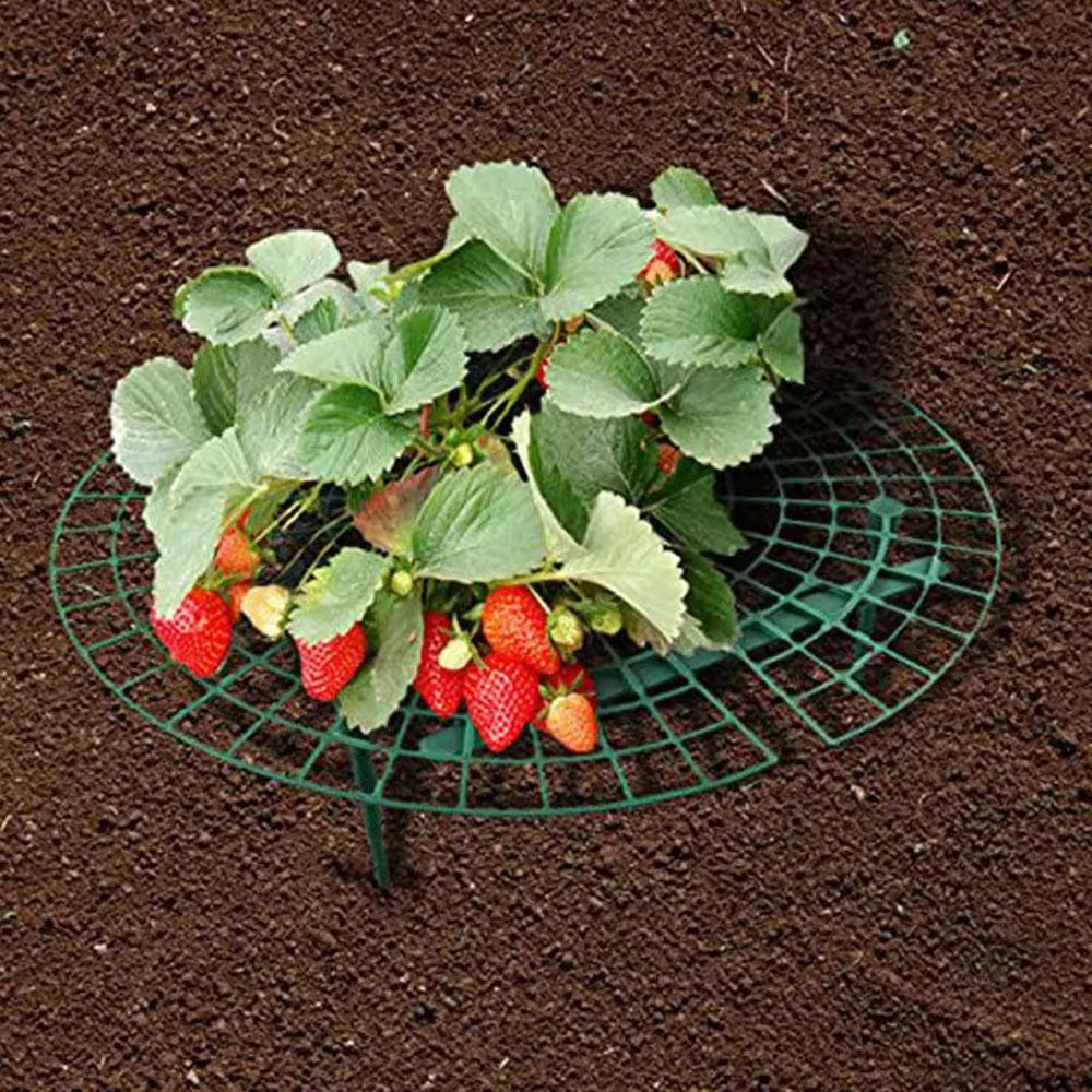 Rack for planting green strawberries, 5/10/20 PCS., with 3 resistant supports, versatile plant for berries and small plants