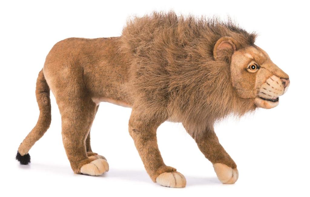 BH5613 HANSA Lion 90 (male)