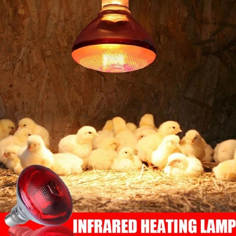 2pcs 250W Heat Lamp Red Light for Piglets Baby Chicken and Small Animals with E26 Base