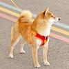 Adjustable Reflective Shiba Inu & Corgi Harness: Anti-Pull Leash Vest for Medium to Large Dogs