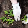 50 Pcs Seeds Starter Pots Biodegradable Plant Nursery Pots Garden Organic Planter for Transplanting Seedlings Seeds Germination