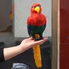 Colorful Large Parrot Decorative Ornament with Feathers