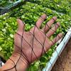 Nylon Bird Netting Mesh Hawk Netting Protective Garden Bird Net 25 X 50 FT Chicken Coop Netting for Fruit Trees Plants