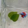Betta Fish Tank Decoration: Artificial Aquatic Plants & Resting Leaf Simulation for Aquarium Landscape
